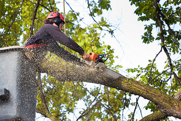 Mulching Services in Lewisburg, TN